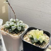 エケベリア,ハオルチア,ハオルチア,多肉植物,観葉植物の画像