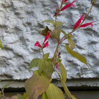 パイナップルセージ,ハーブ,平和を願う,医療関係者に感謝,金曜日の蕾たちの画像