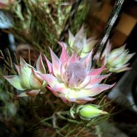 セルリア,セルリア プリティピンク,オージープランツの画像