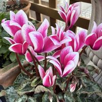 ガーデニング,冬の庭の画像