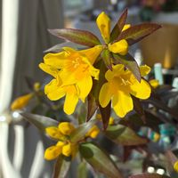 カロライナジャスミン,かわいい,きれい,花のある暮らし,サンルームの画像