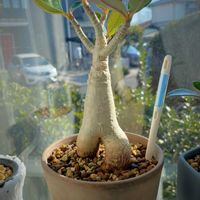 アデニウム タイソコトラナム,植え替え,新芽,観葉植物の土の画像