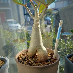 アデニウム タイソコトラナム,植え替え,新芽,観葉植物の土の画像