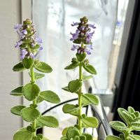 アロマティカスの画像