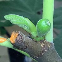 イチジク,いちじく,夏果,室内栽培,鉢栽培の画像