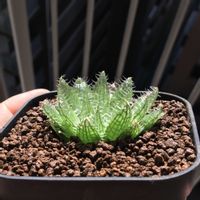 ハオルチア,ハオルチア デシピエンス,多肉植物,ハオルチア属,ハオルシア属     の画像