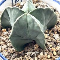 アストロフィツム・ランポー玉,多肉植物,ダイソー産,アストロフィツム属,窓辺の画像