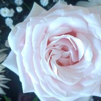 ガーベラ,ダリア,꒰ღ˘◡˘ற꒱かわゅ~,すてき…♡,繋がりに感謝✨の画像