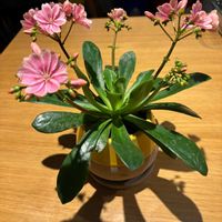 レウィシア,冬を楽しむ,室内栽培,花と暮らすの画像