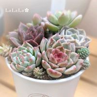 多肉植物,多肉植物寄せ植え,エケベリア属,癒し,可愛い❤の画像