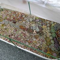 多肉植物,多肉植物のある暮らし,癒やし,地植え多肉達,レイズドベッドの多肉達の画像