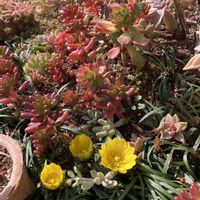 乙女心,レティジア,福寿草,紅葉する多肉,庭の画像