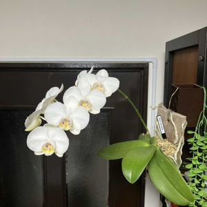 胡蝶蘭,Phal.amabilis,洋ラン,着生蘭,着生植物の画像
