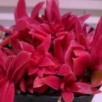 火祭り,火祭り,火祭り　(クラッスラ属),ヒマツリ,多肉植物の画像