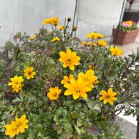 ビデンスの画像