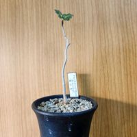 パキコルムス ディスカラー,観葉植物,塊根植物の画像