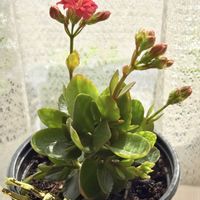 カランコエ,多肉植物,観葉植物,咲いた！,べんけいそう科の画像