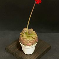 ムシトリスミレ,Pinguicula laueana,Pinguicula laueana,ピンギキュラ　ラウエアナ　ナロー　フラワー,食虫植物の画像