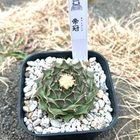 帝冠,多肉植物,多肉大好き,つながりに感謝の画像