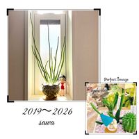 オンコクラータ,多肉植物,成長記録,玄関内側の画像