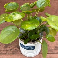 ピレア・ペペロミオイデス,観葉植物,ブリキ缶,缶鉢の画像