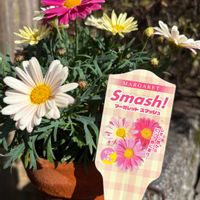 マーガレット,花壇,ガーデニング,楽しみ〜,今日の一枚の画像