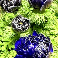 プリムラ マラコイデス,プリムラジュリアン,バラ咲きジュリアン シルク,八重咲アネモネ凜々花,GSの皆様に感謝♡の画像