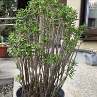 テトラゴナ,桃源郷,クラッスラ テトラゴナ,クラッスラテトラゴナ,多肉植物の画像