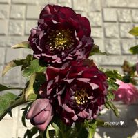 クリスマスローズ,クリスマスローズ ダブルブラック,ガーデニング,花のある暮らし,その後の画像