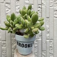 多肉,熊童子,多肉植物,多肉大好き,多肉初心者の画像