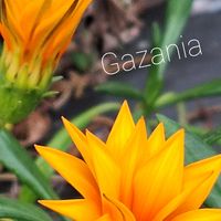 ガザニア,ゆっくり散歩道,ゆっくり独り言の画像