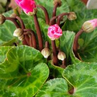 サザンカ,シクラメン,ミモザ,シクラメン・イリュージア・ピンクラテ,山茶花（香り姫）の画像