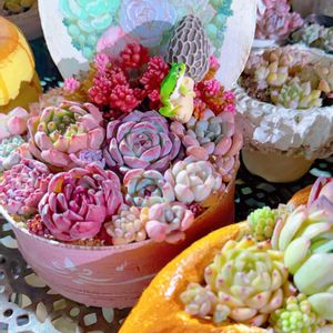 多肉植物,多肉寄せ植え,エケベリア属,いつもありがとう♡,今日の一枚の画像