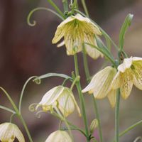バイモ,万葉集,今日のお花,野の花山の花の画像