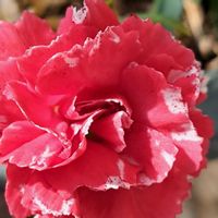 カーネーション,カーネーション,鉢植え,復興祈願,花友さんに感謝の画像