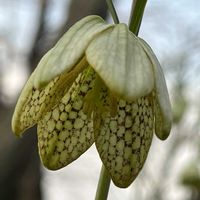 バイモ,バイモユリ,貝母,カイコバイモ,甲斐小貝母の画像