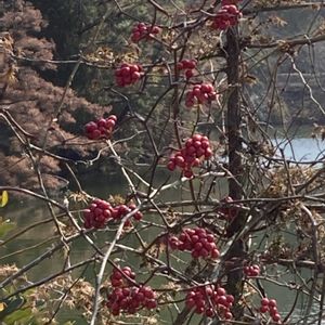 ソヨゴ,サルトリイバラ,ソヨゴの実,サルトリイバラの実,野草・雑草だって可愛いの画像