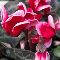 シクラメン,ツバキ,花壇,プランター,元気色の画像