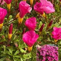 アリッサム,オキザリス　桃の輝き,オステオスペルマム,ガーデニング,花のある暮らしの画像