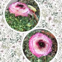 プリムラ,花かんざし,癒し,花のある暮らし,マルチーズの画像