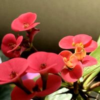 ハナキリン,火祭り,ハオルチア,プレミアムガーデンシクラメン,シクラメン ピーコックの画像