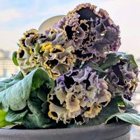 キンギョソウ,ロウバイ,パンジー,プリムラ マラコイデス,ミモザの画像