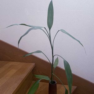 ミリオンバンブー,観葉植物,iPhone撮影,階段/廊下の画像