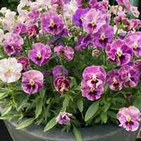 パンジー,パンジー,パンジー,花のある暮らし,上野ファームの画像