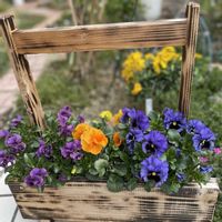 パンジー,ガーデニング,花のある暮らし,今日のお花,小さな庭の画像