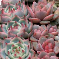 多肉植物,葉挿し,リメ缶,多肉寄せ植え,リメ鉢の画像