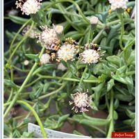 ドルフィンネックレス,可愛らしい,外出先の画像