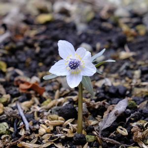 地植え,山野草,庭植え,宿根草♪,宿根草大好きの画像