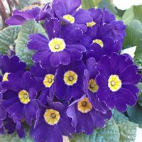 プリムラ,鉢植え,玄関ポーチの画像