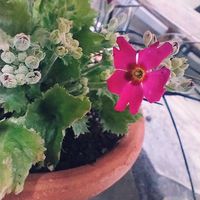 プリムラ,プリムラ マラコイデス,古都さくら,ガーデニング,ネコ好きの画像